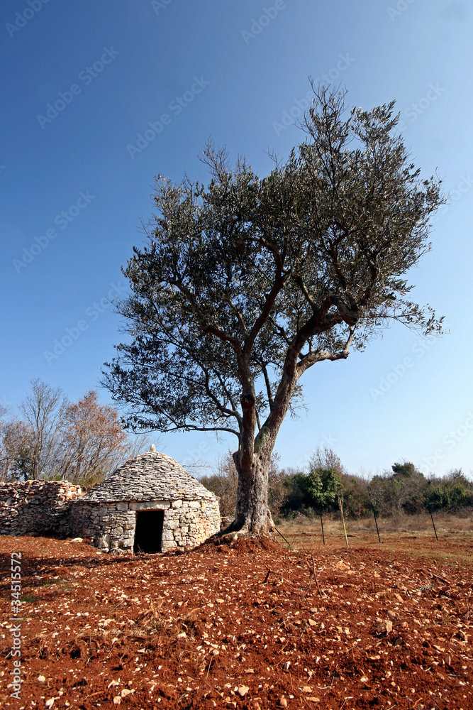 Fototapeta premium Istrian Kazun and the olive tree