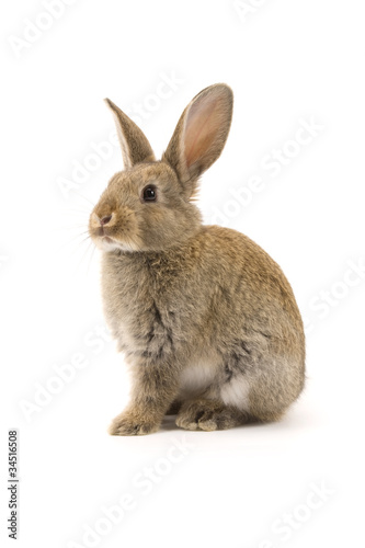 Adorable rabbit isolated on white