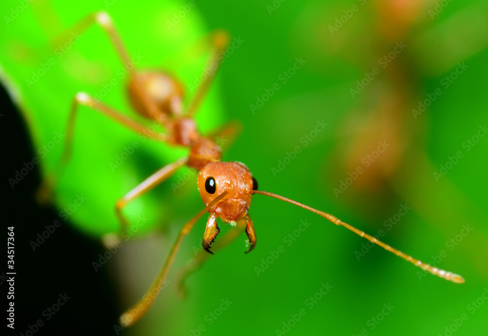 Ant - Macro Ant - Macro