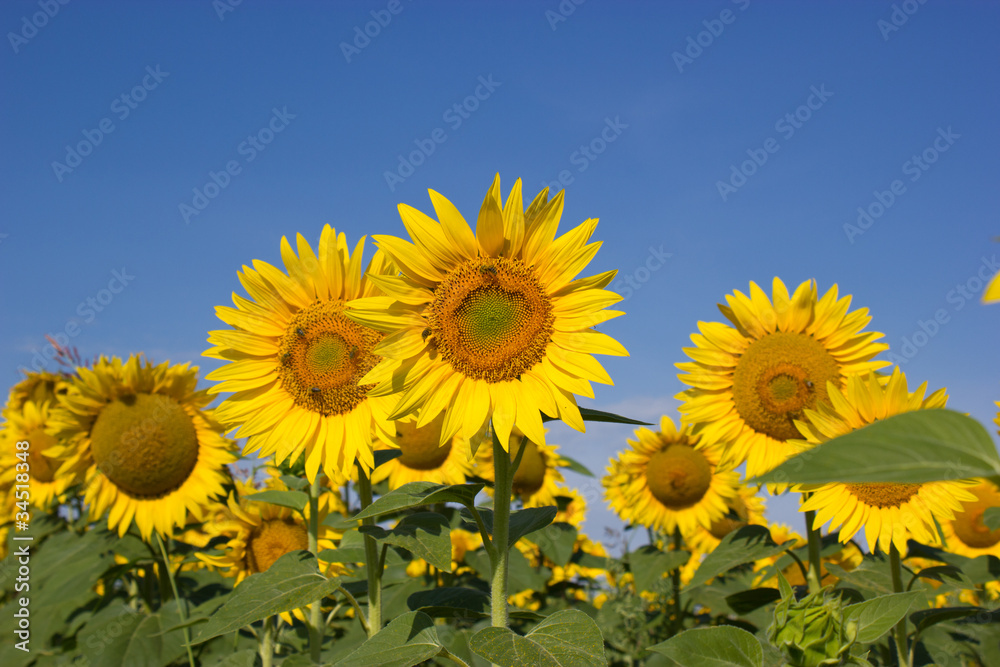 Bees pollinate sunflowers