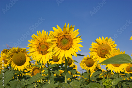 Bees pollinate sunflowers