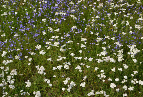 Flowers in the field.