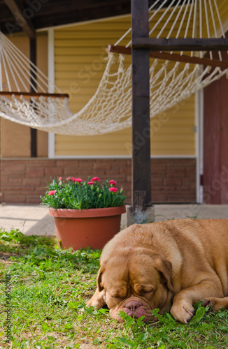 Weekend - garden house, hammock and guard dog