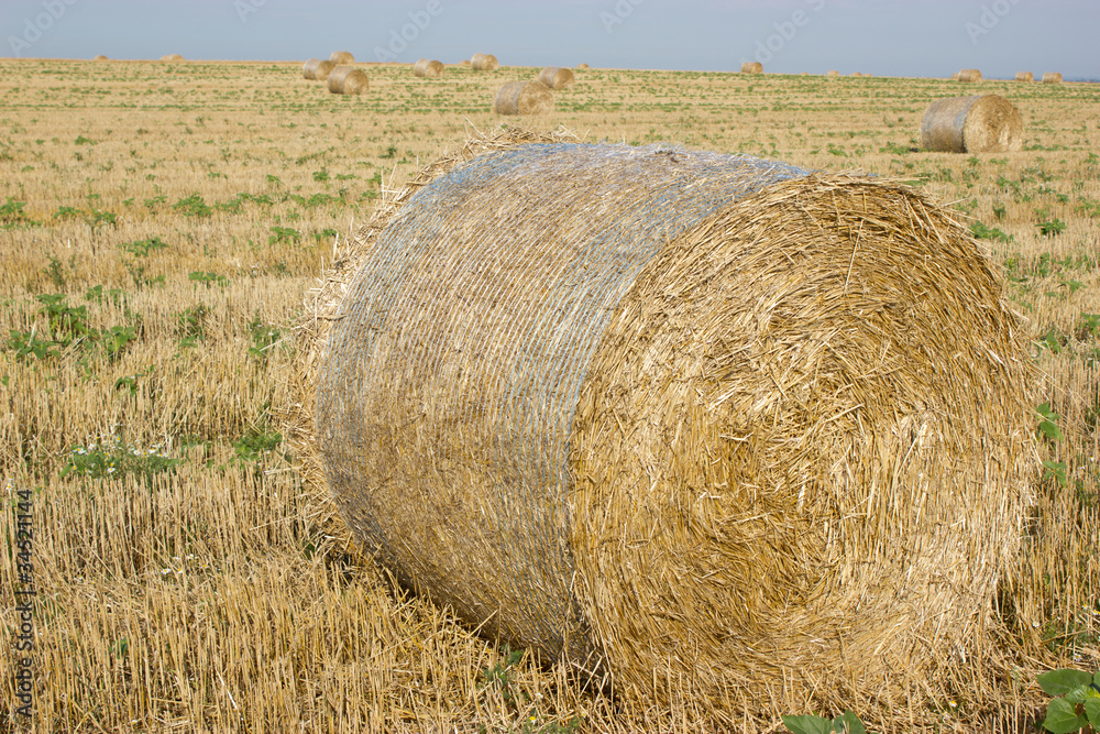 Bales of hay in the field