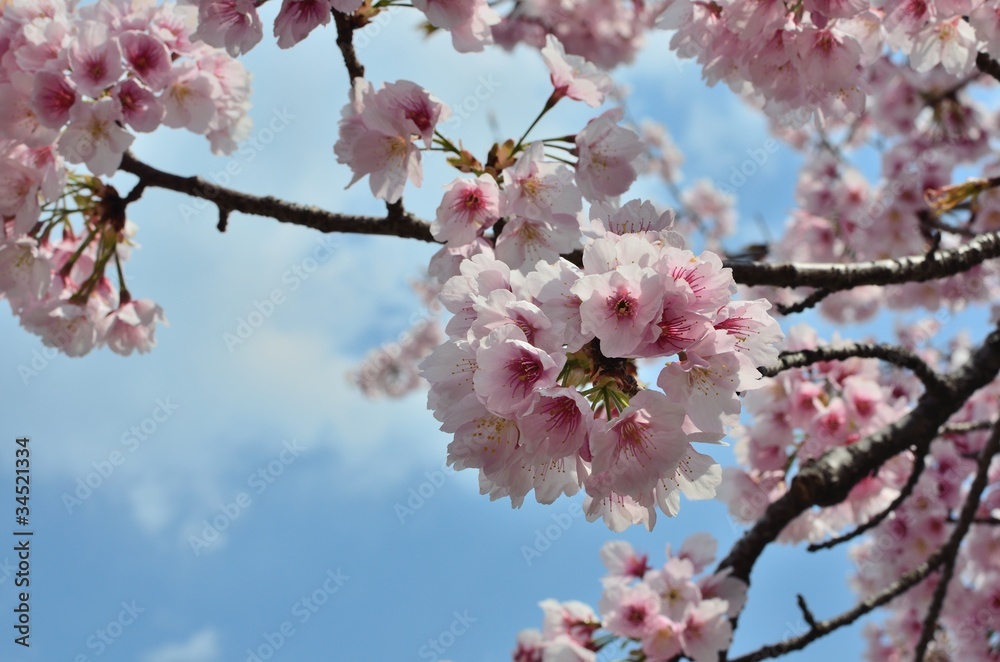 桜 桜