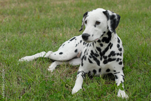 DALMATA. © dvr