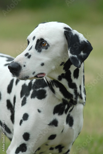 DALMATA