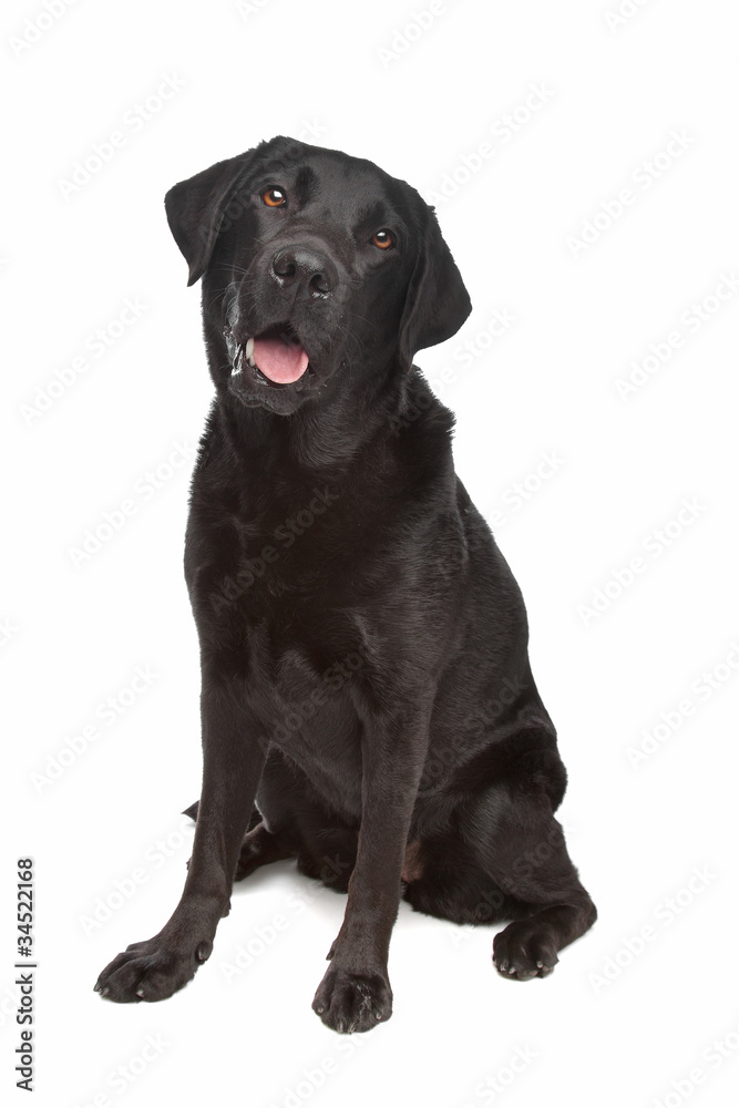 Black Labrador