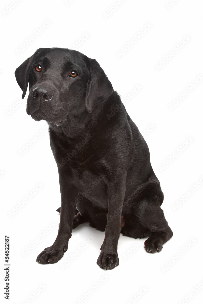 Black Labrador