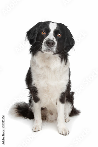 mixed breed dog © Erik Lam