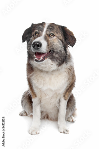 Fototapeta Naklejka Na Ścianę i Meble -  Aidi or atlas mountain dog