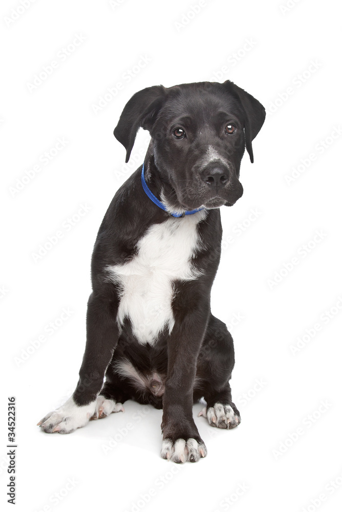 Cane Corso puppy Cane Corso puppy