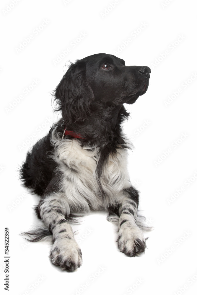 Stabyhoun or Frisian Pointer