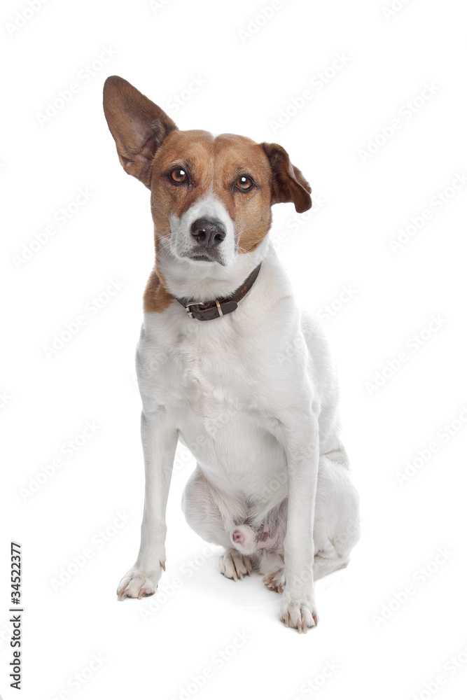 mixed breed jack russel terrier