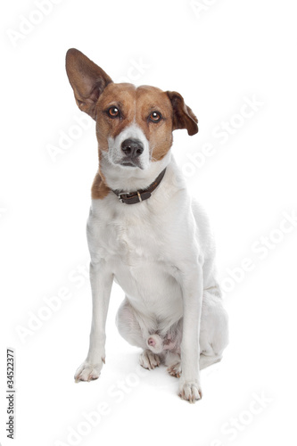 mixed breed jack russel terrier © Erik Lam