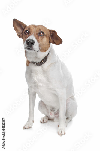 Fototapeta Naklejka Na Ścianę i Meble -  mixed breed jack russel terrier