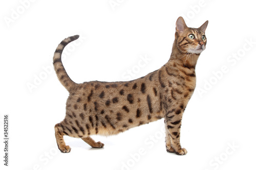 Bengal cat