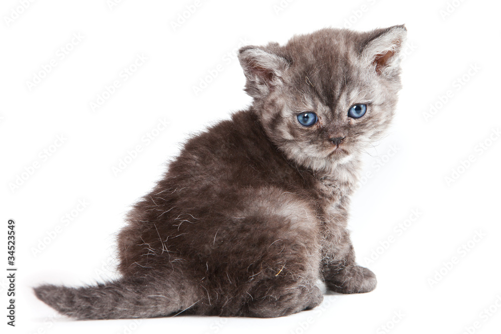 Obraz premium Selkirk Rex kitten on white