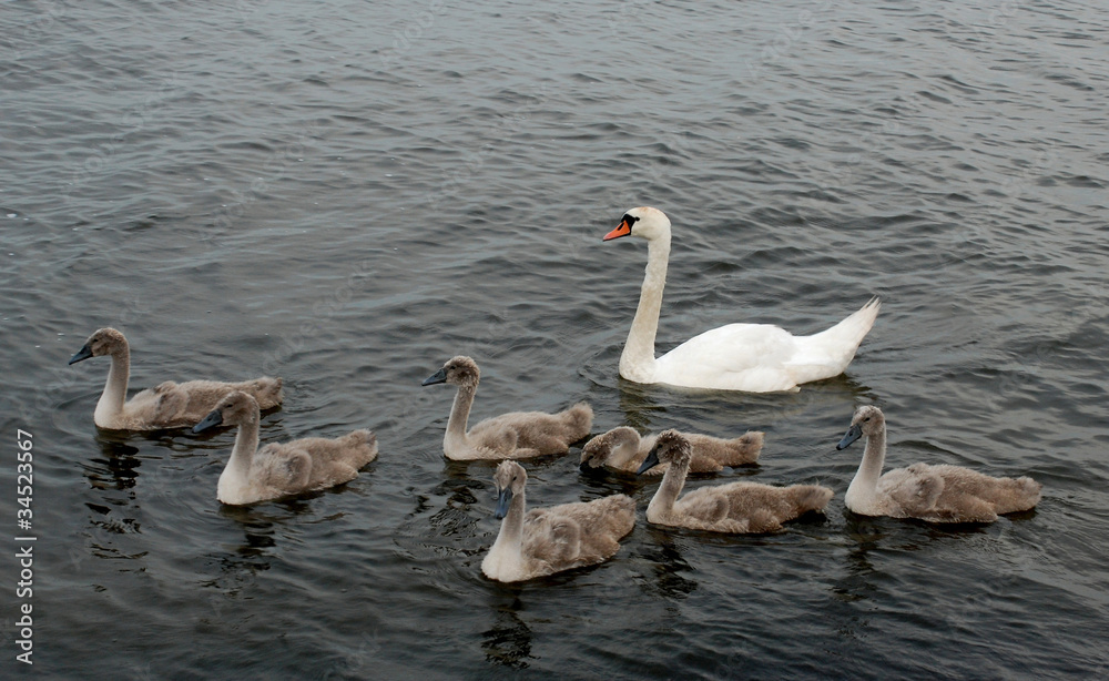 Swans family Swans family