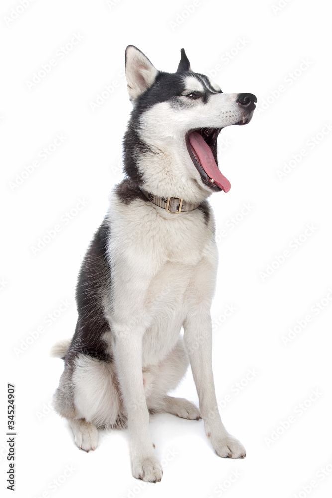 Siberian Husky Siberian Husky