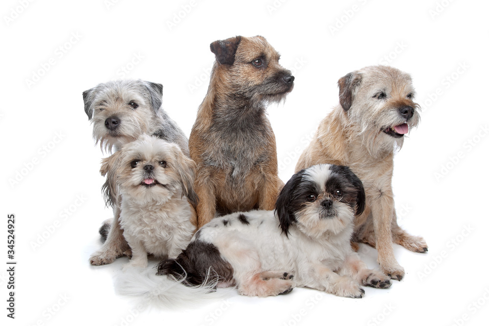 three Border Terrier dogs and two Shih Tzu dogs