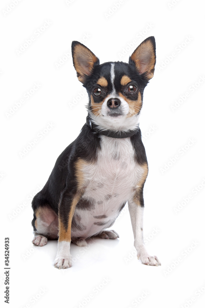 short-haired tricolor Chihuahua