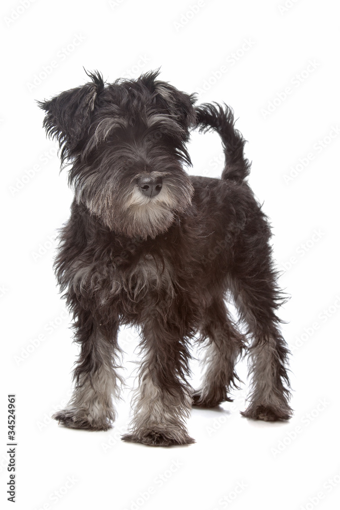 Miniature Schnauzer Miniature Schnauzer