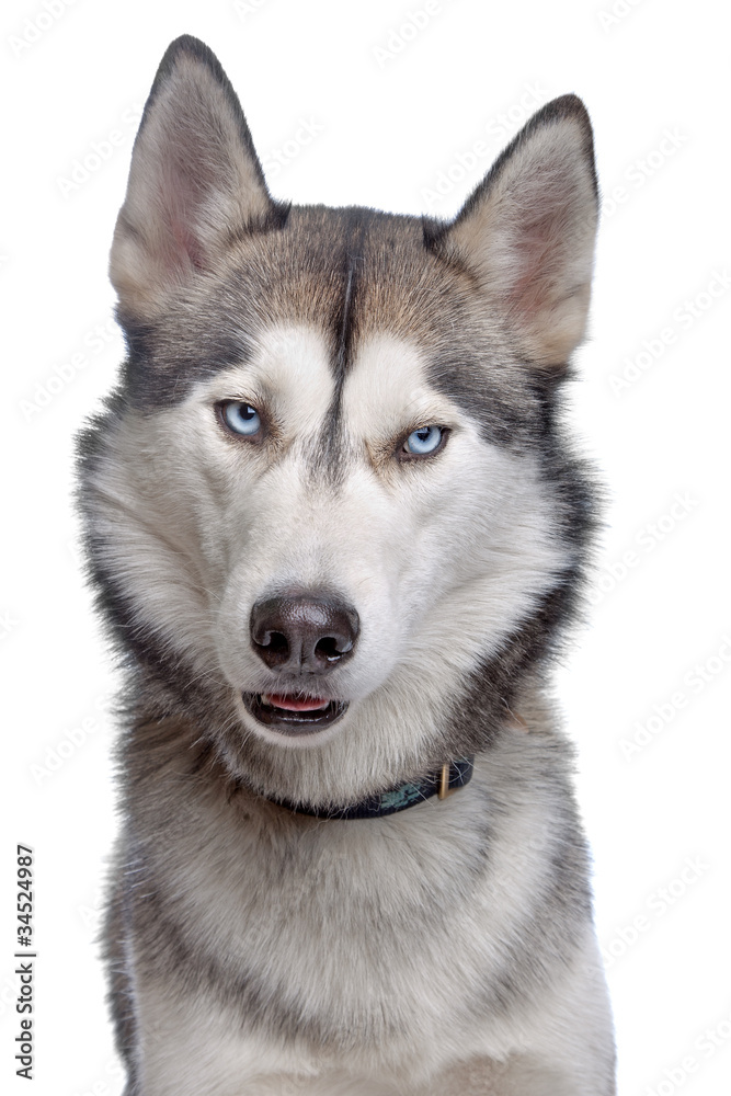 Fototapeta premium Siberian Husky