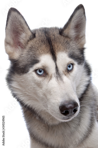 Siberian Husky