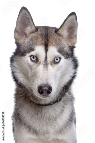 Siberian Husky