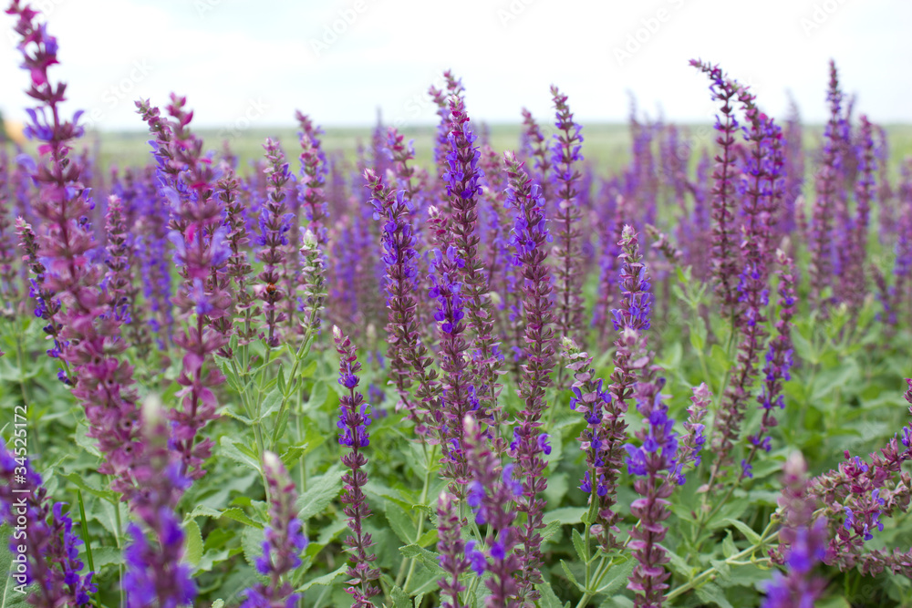 Fototapeta premium Flowers in the meadow