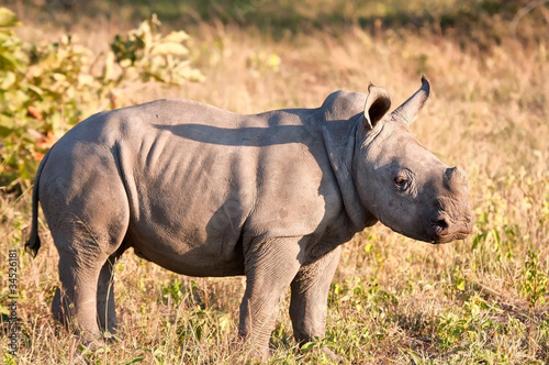 Rhino calf in nature green grass