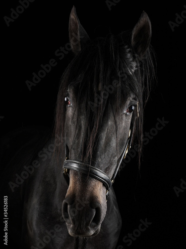 Portrait of black lusitano horse