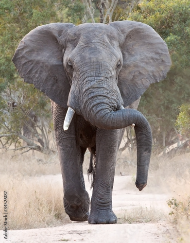 Big elephant approacing along a road © Alta Oosthuizen