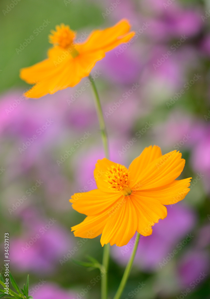 Orange flowers chamomiles Orange flowers chamomiles
