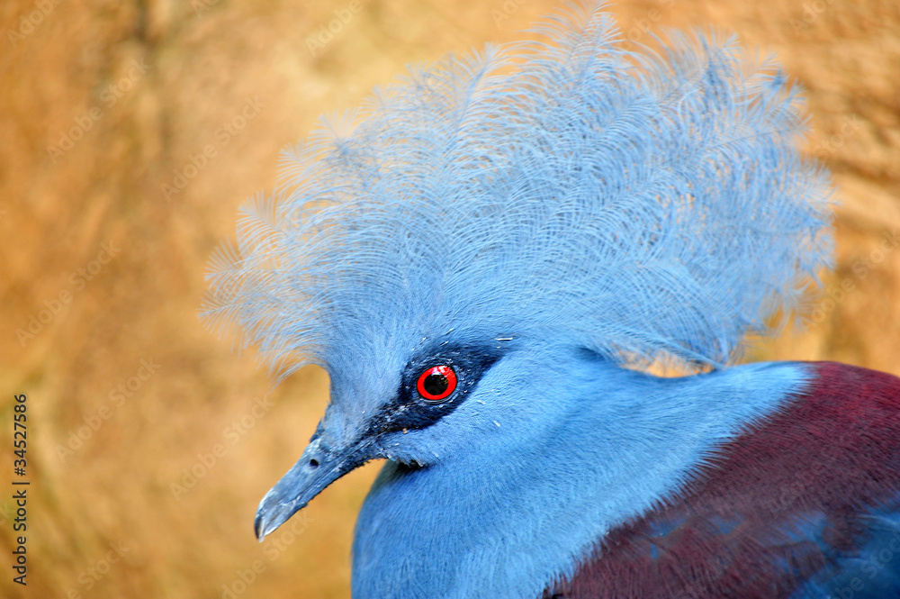 Naklejka premium Blue Bird