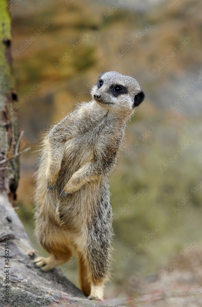 Fototapeta premium Meerkat on rock leaning