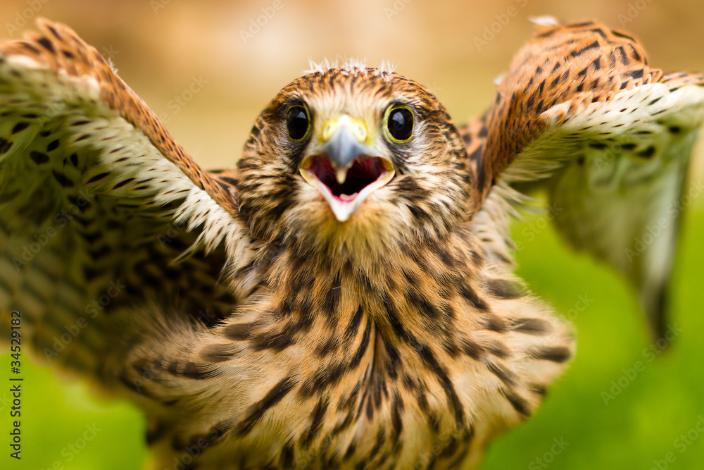 Obraz premium Portrait of a baby falcon