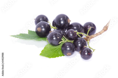 currant