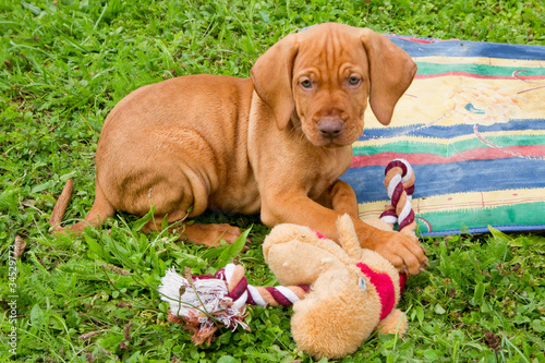 Hundebaby  Magyar Vizsla