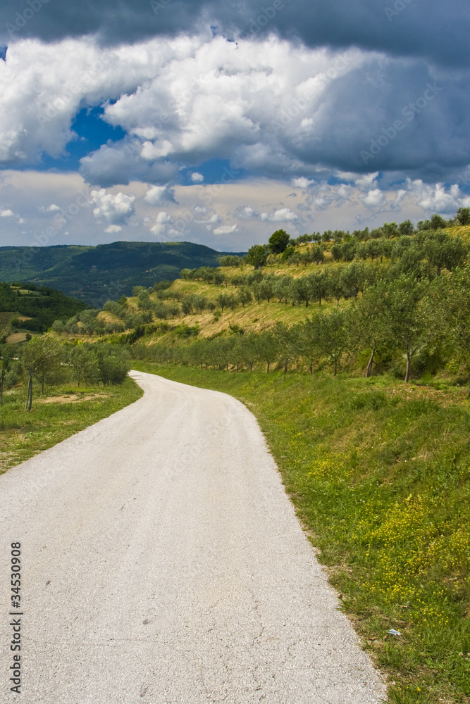 Panoramic road through the olive groves