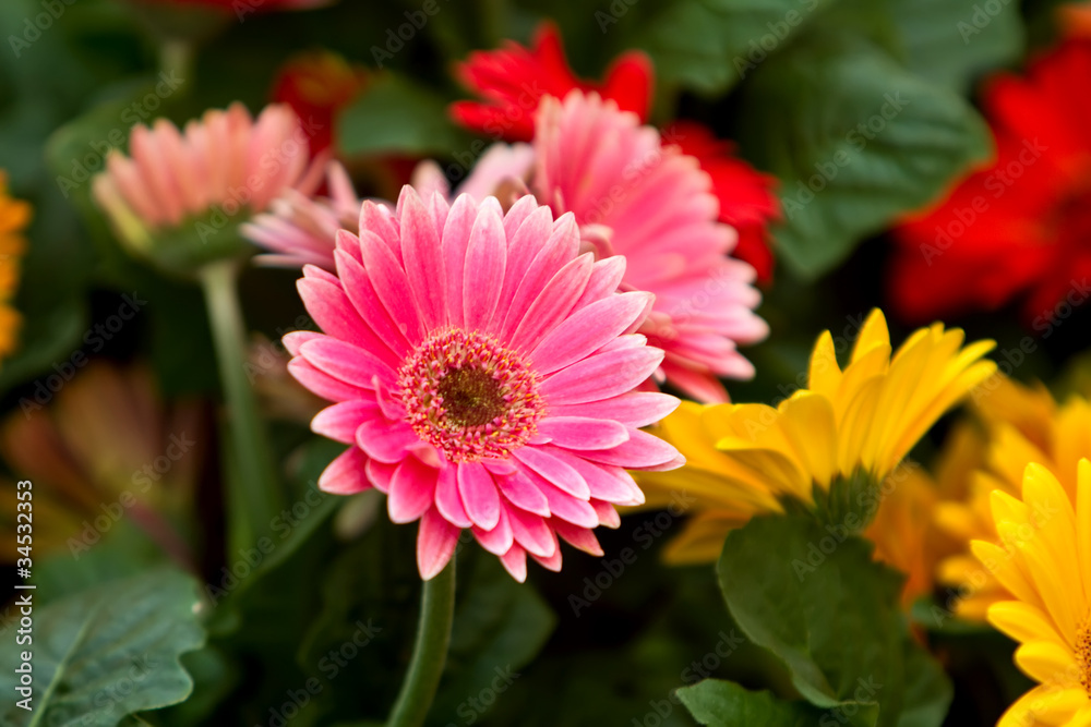 Fototapeta premium Colorful gerbera daisies