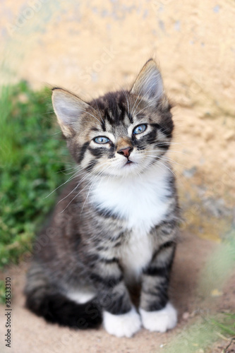 Funny cute kitten sniffs