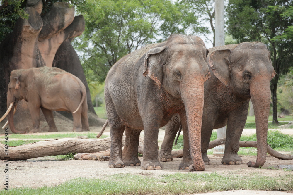 Fototapeta premium African Elephant in nature