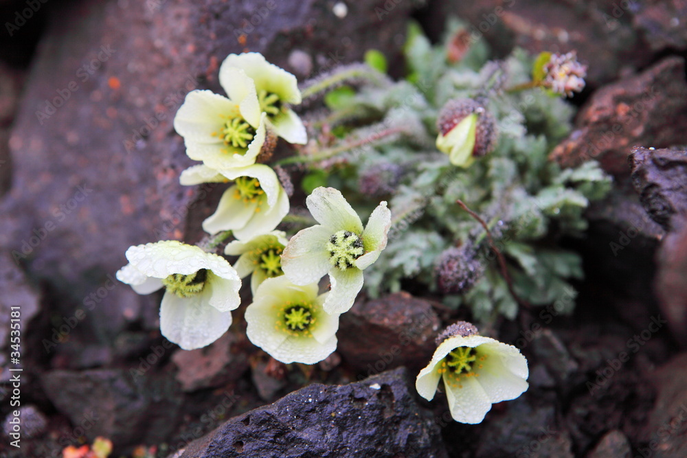 Fototapeta premium Arctic Poppy (Papaver radicatum)