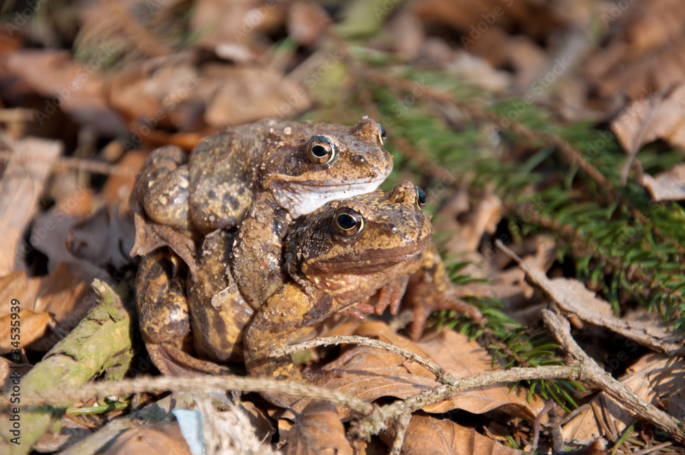 Frogs Love Frogs Love