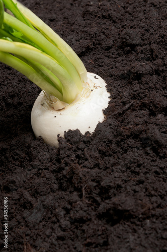 Gardening may turnip root