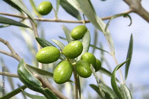 olives de provence