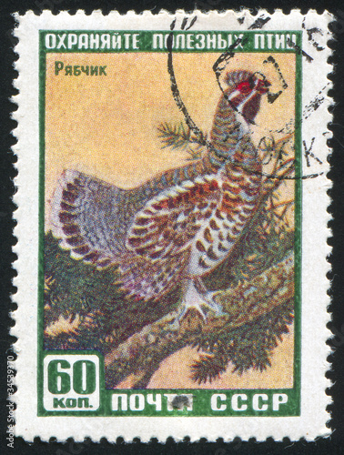 Hazel-grouse