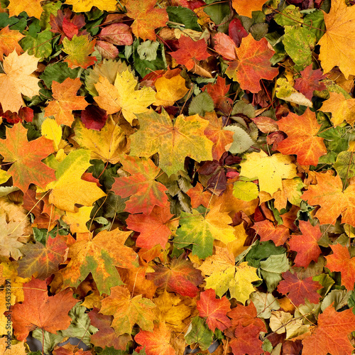 A beautiful Autumn background image of fallen leaves